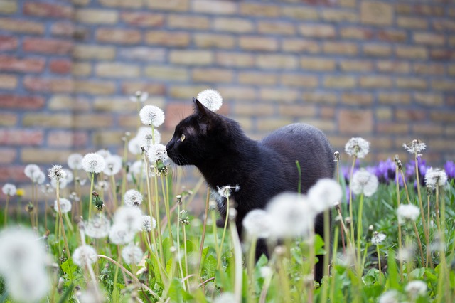 kot w ogrodzie